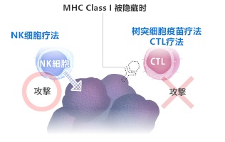 樹突細(xì)胞