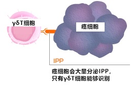 γδT細胞特有的識別癌細胞的方法