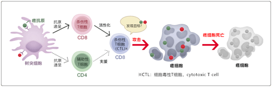 樹突細胞疫苗療法