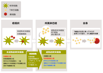 樹突細胞成長過程