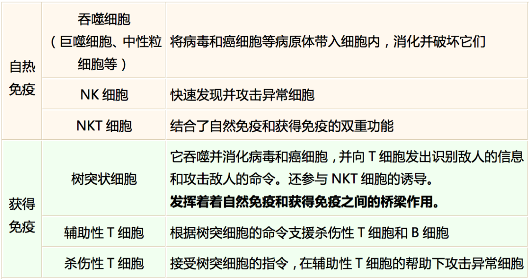 日本癌癥免疫專(zhuān)家談“免疫”（三）| 免疫力發(fā)揮作用的兩個(gè)階段